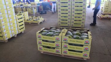 Iaberaba, Bahia, Brezilya - 3 Ağustos 2023: Bahia 'daki bir çiftlikten ihraç edilen papaya meyvelerinin temizlenmesi ve işlenmesi.