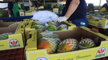 Iaberaba, Bahia, Brezilya - 3 Ağustos 2023: Bahia 'daki bir çiftlikten ihraç edilen papaya meyvelerinin temizlenmesi ve işlenmesi.