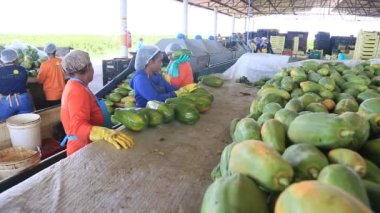 Iaberaba, Bahia, Brezilya - 3 Ağustos 2023: Bahia 'daki bir çiftlikten ihraç edilen papaya meyvelerinin temizlenmesi ve işlenmesi.