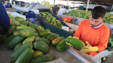 Iaberaba, Bahia, Brezilya - 3 Ağustos 2023: Bahia 'daki bir çiftlikten ihraç edilen papaya meyvelerinin temizlenmesi ve işlenmesi.