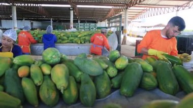 Iaberaba, Bahia, Brezilya - 3 Ağustos 2023: Bahia 'daki bir çiftlikten ihraç edilen papaya meyvelerinin temizlenmesi ve işlenmesi.
