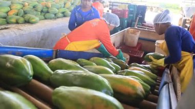 Iaberaba, Bahia, Brezilya - 3 Ağustos 2023: Bahia 'daki bir çiftlikten ihraç edilen papaya meyvelerinin temizlenmesi ve işlenmesi.