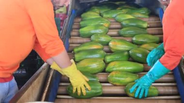 Iaberaba, Bahia, Brezilya - 3 Ağustos 2023: Bahia 'daki bir çiftlikten ihraç edilen papaya meyvelerinin temizlenmesi ve işlenmesi.