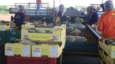 Iaberaba, Bahia, Brezilya - 3 Ağustos 2023: Bahia 'daki bir çiftlikten ihraç edilen papaya meyvelerinin temizlenmesi ve işlenmesi.