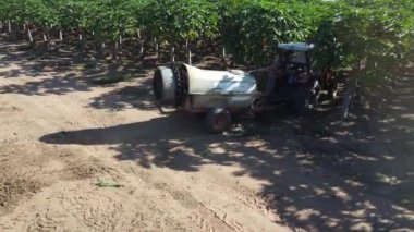 Iaberaba, Bahia, Brezilya - 3 Ağustos 2023: İtaberaba belediyesinin kırsal kesiminde Papaya çiftliği.
