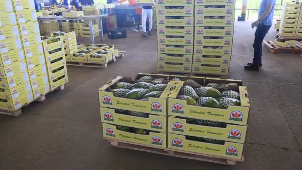 Itaberaba Bahia Brasil Agosto 2023 Limpieza Transformación Papaya Destinada Exportación — Vídeo de stock
