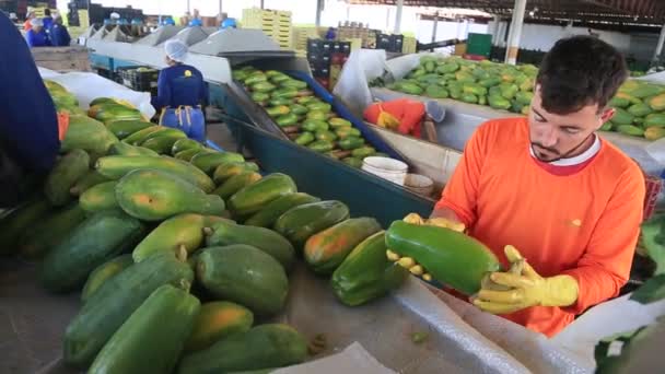 Itaberaba Bahia Brazílie Srpen 2023 Čištění Zpracování Papájového Ovoce Určeného — Stock video