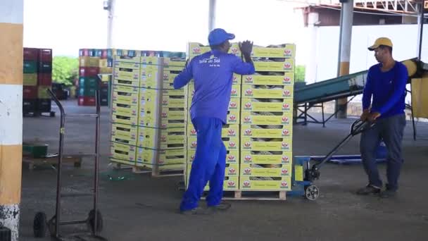 Itaberaba Bahia Brazil August 2023 Cleaning Processing Papaya Fruit Intended — Stock Video