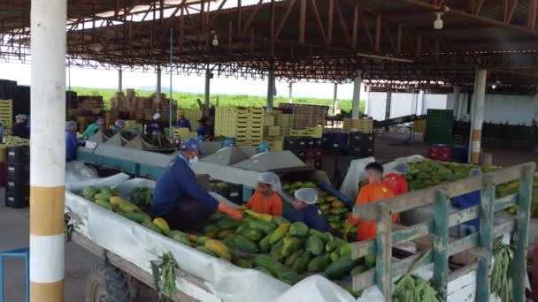 Itaberaba Bahia Brazil Augusti 2023 Rengöring Och Bearbetning Papayafrukt Avsedd — Stockvideo