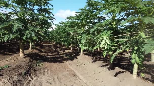 Itaberaba Bahia Brasil Agosto 2023 Plantación Papaya Una Finca Zona — Vídeos de Stock