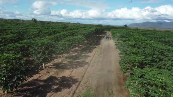 Itaberaba Bahia Brasil Agosto 2023 Plantación Papaya Una Finca Zona — Vídeos de Stock