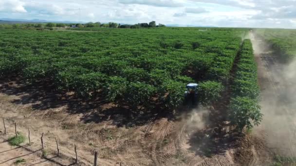 Itaberaba Bahia Brazil Augusti 2023 Papaya Plantering Gård Landsbygden Kommunen — Stockvideo