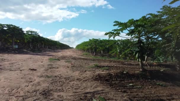 Itaberaba Bahia Brasile Agosto 2023 Piantagione Papaya Una Fattoria Nella — Video Stock