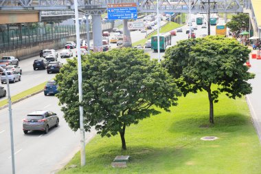 Salvador, Bahia, Brezilya - 11 Ağustos 2023: pau brasil ağacı - Paubrasilia echinata - Salvador 'da bir avinida çiçekli yatağında görüldü..