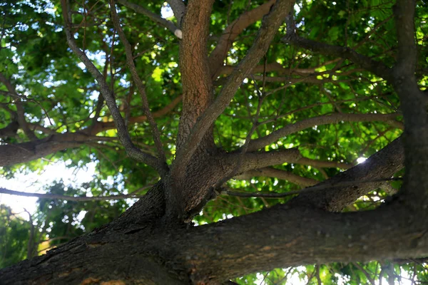 Salvador Bahia Brasil Agosto 2023 Pau Brasil Tree Paubrasilia Echinata — Fotografia de Stock