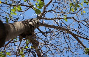 ituacu, bahia, brezilya - 24 Ağustos 2023: Brezilya 'nın en inek bölgesinin yapraksız ağacı.