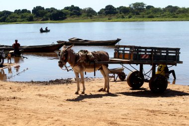 Sitio do mato, bahia, brrazil - 2 Haziran 2023: Batı Bahia 'da bir nehrin kıyısında hayvan vagonu görülür..
