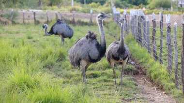 Curaca, Bahia, Brezilya - 17 Eylül 2023: Devekuşu kuşu - Struth io Camelus - Curaca belediyesinin kırsal kesiminde, Bahia 'nın taşralarında bir çiftlikte görüldü..