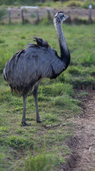 Curaca Bahia Brazil September 2023 Ostrich Bird Struthio Camelus Seen Stock Image