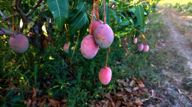 Curuca, bahia, brezil- 18 Eylül 2023: Bahia 'daki Sao Francisco Nehri Vadisi' ndeki bir çiftlikte mango çiftliği.