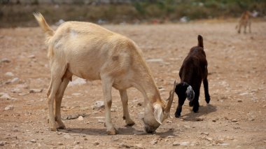 Curaca, bahia, brezil- 18 Eylül 2023: Brezilya 'nın kuzeydoğusunda kuru bir bölgede keçi çiftçiliği.