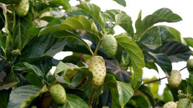 curaca, bahia, brrazil - 18 Eylül 2023: Noni meyvesi - Morinda citrifolia - Bahia kırsalındaki bir çiftlikte.