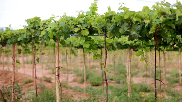 Кюраса Баїя Бразилія Вересня 2023 Року Плантація Винограду Фермі Долині — стокове фото