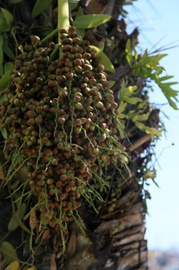 Salvador, Bahia, Brezilya - 31 Ekim 2023: Licuri Ağacı - Salvador şehrinde görülen Syagrus Coronata.