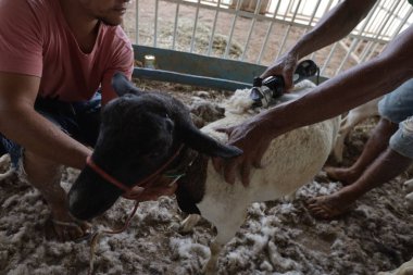 irece, bahia, brrazil - 26 Nisan 2024: Irece şehrinde bir çiftlikte koyun güden kişi.