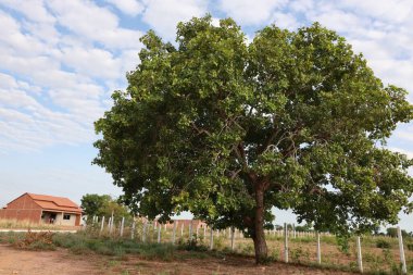 Barra, Bahia, Brezilya - 8 Aralık 2023: Batı Bahia 'daki Barra şehrinde Pequi ağacı görüldü.
