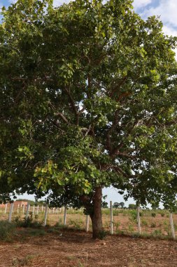 barra, bahia, brazil - december 8, 2023: Pequi tree seen in the city of Barra, in western Bahia. clipart