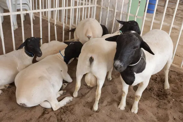 stock image irece, bahia, brazil - april 26, 2024: sheep farming on a farm in the city of Irece.