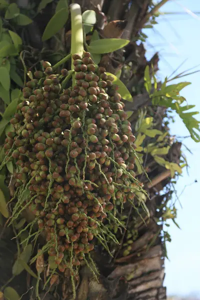 stock image salvador, bahia, brazil - october 31, 2023: licuri tree - Syagrus coronata - seen in the city of Salvador.