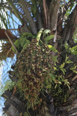 Salvador, Bahia, Brezilya - 31 Ekim 2023: Licuri Ağacı - Salvador şehrinde görülen Syagrus Coronata.