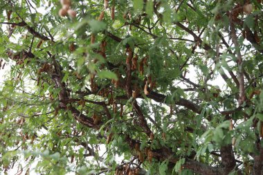 Juazeiro, Bahia, Brezilya - 6 Temmuz 2024 Tamarine Meyvesi - Tamarindus.