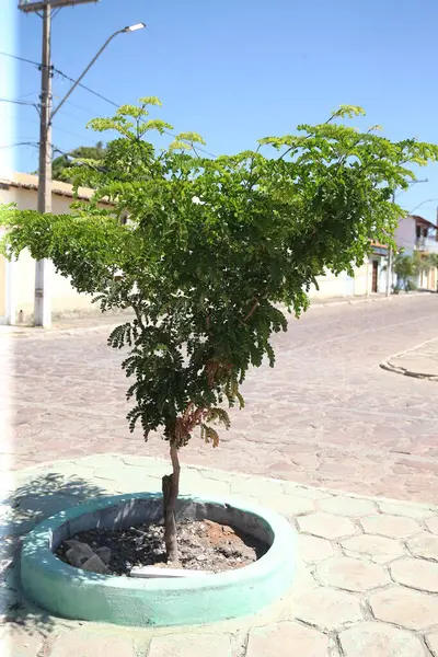 stock image salvador, bahia, brazil - august 11, 2023: pau brasil tree - Paubrasilia echinata - seen in a flowerbed of an avinida in the city of Salvador.