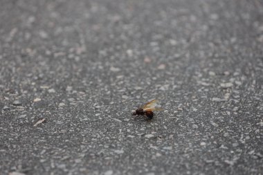 salvador, bahia, brazil - february 19, 2024: Tanajura insect is seen on a highway lane in the city of Salvador.. clipart