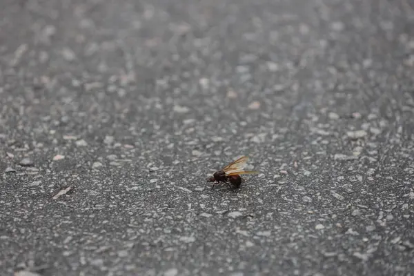 stock image salvador, bahia, brazil - february 19, 2024: Tanajura insect is seen on a highway lane in the city of Salvador..