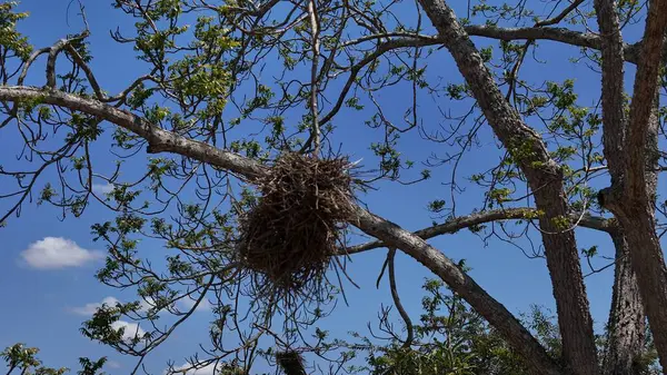 stock image salvador, bahia, brazil - september 19, 2024: bird's nest is seen in a tree in the city of Salvador.