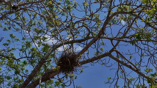 Stock image salvador, bahia, brazil - september 19, 2024: bird's nest is seen in a tree in the city of Salvador.