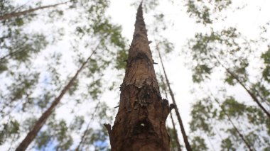 conde, bahia, brazil - september 10, 2024: eucalyptus plantation for cellulose production in the city of Conde. clipart