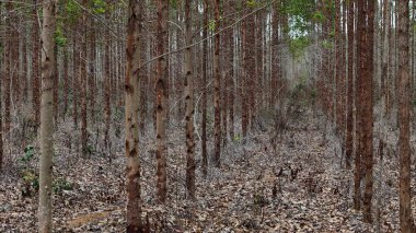 conde, bahia, brazil - september 10, 2024: eucalyptus plantation for cellulose production in the city of Conde. clipart