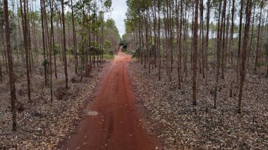 Conde, Bahia, Brezilya - 10 Eylül 2024: Conde şehrinde selüloz üretimi için okaliptüs tarlası.