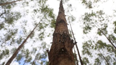 conde, bahia, brazil - september 10, 2024: eucalyptus plantation for cellulose production in the city of Conde. clipart