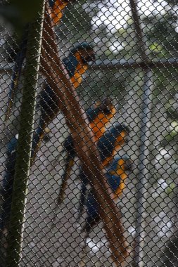 salvador, bahia, brazil - august 8, 2024: macaws seen at a wildlife treatment center in the city of Salvador. clipart