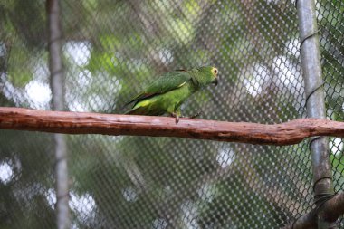 Salvador, Bahia, Brezilya - 8 Ağustos 2024: Papağan, Salvador şehrindeki vahşi hayvanların tedavi merkezinde görüldü..