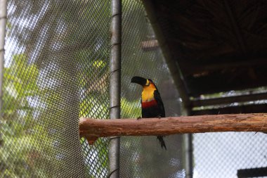 Salvador, Bahia, Brezilya - 8 Ağustos 2024: Toucan, Salvador şehrindeki vahşi hayvanların tedavi merkezinde görüldü..