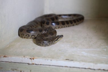 salvador, bahia, brazil - august 8, 2024: snake is seen at a treatment center for wild animals in the city of Salvador. clipart