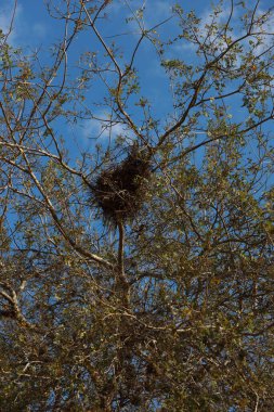 Salvador, Bahia, Brezilya - 4 Kasım 2023: Salvador şehrindeki bir ağaçtaki kuş yuvası.