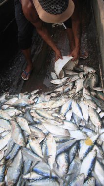 salvador, bahia, brazil - april 30, 2022: sardine fish for sale at the Sao Joaquim fair in the city of Salvador.